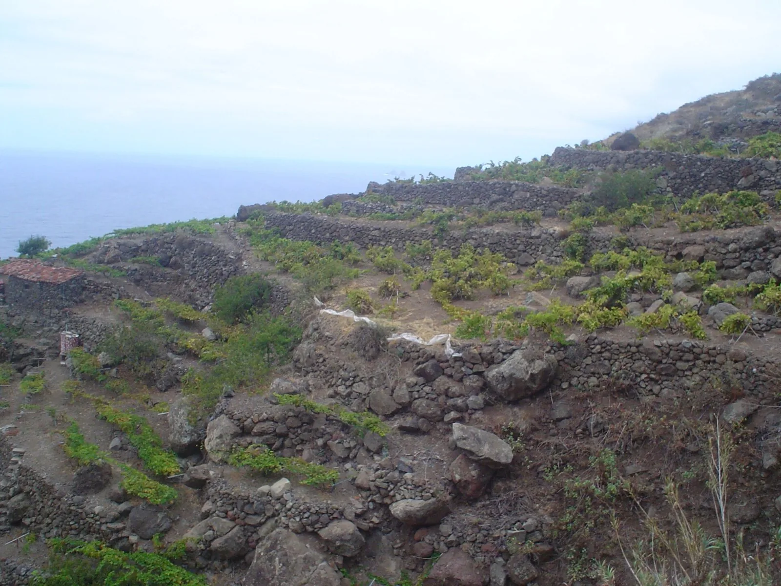 Vigne coltivate su suolo vulcanico a Tenerife